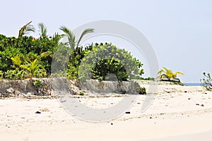 Tropical vegetation on a desert island with little palm trees Ari Atoll, Maldives