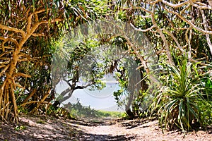 Tropical vegetation flanking a path to the beach on Zamami, Okinawa photo