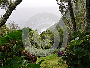 Tropical vegetation in the garden of the Miradouro da Ponta da Madrugada on the island of Sao Miguel photo