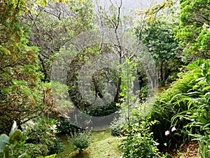 Tropical vegetation in the garden of the Miradouro da Ponta da Madrugada on the island of Sao Miguel photo