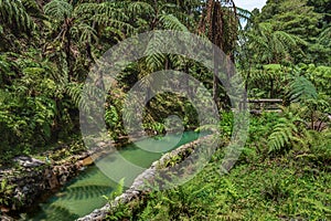 Tropical vegetation, a geothermal hot pool in Caldeira Velha, SÃ£o Miguel - Azores PORTUGAL photo