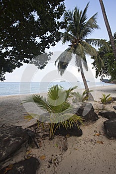 Tropical Vegetation at Island