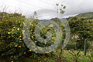 Tropical tree near Colombian finca 2019 photo