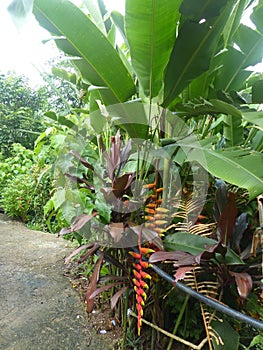 Tropical vegetation with palms and Heliconia Rostrata in north of Vietnam.