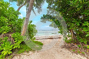 Tropical vegetation by the sea in Anse La Blague