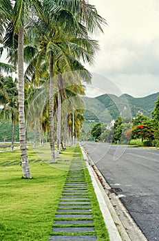 Tropical vertical landscape with road and palms in Vietnam in An Vien village