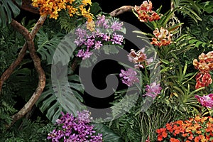 Tropical vibes plant bush floral arrangement nature backdrop with tropical leaves Monstera and ferns and Vanda orchids tropical