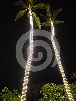 Tropical Vibes! Tall Palm Trees with LED Lights Around the Tree!