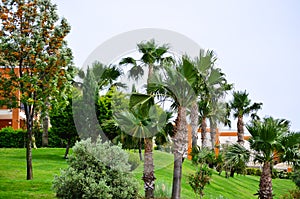 Tropical View on green garden