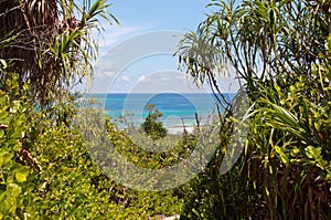 Tropical view with green trees and blue ocean on Seyshelles