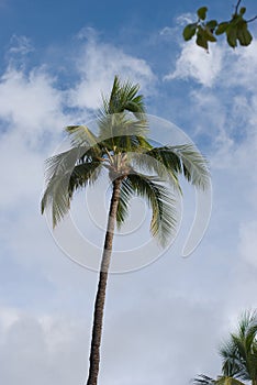 Tropical View, Lanai Lookout, Hawaii