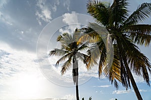 Tropical view With Palm Tree silhouette with blue sky and clouds. Vacation and travel concept.