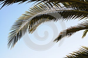 Tropical View of Palm Trees