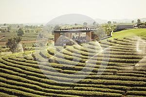 Tropical view of tea plantation and sprinkle is watering tea leaves.