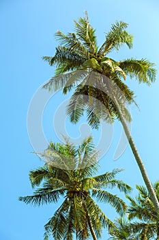 Tropical view from window on the palm tree
