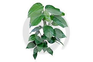 Tropical vine Epipremnum aureum with variegated leaves