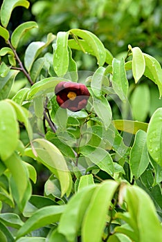 A tropical vine plant with fragrant flower