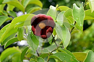 A tropical vine plant with fragrant flower