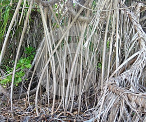 Tropical vines. Large tree roots