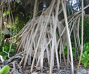 Tropical vines. Large tree roots