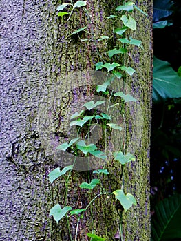 Tropical vines on tree trunk