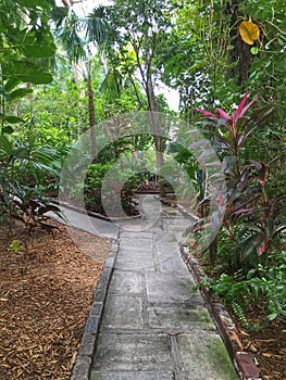 Tropical Walkway photo