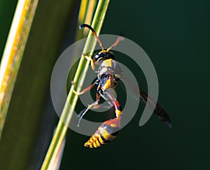 Tropical wasp on leaf. Thread-waisted wasp on palm leaf. Unusual exotic tropical insect.