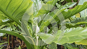 Tropical water banana Typhonodorum lindleyanum.