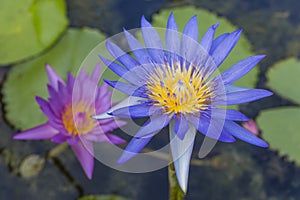 Tropical water lilies