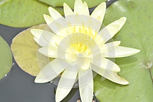 Tropical water lily on black background