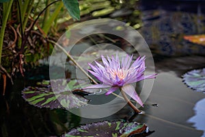 Tropical Water Lily Closeup