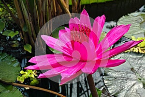 Tropical water lily Emily Grant Hutchings deep pink blossom