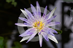 Tropical water lily Nymphaea Hilary. lavender flower