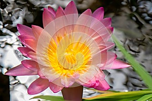 Tropical water lily with pink and yellow flower