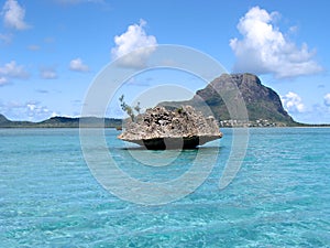 Tropical water Mauritius