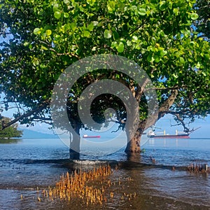 Tropical water Trees with tidal waves in coastal wetland