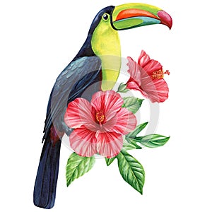 Tropical watercolor bird. Toucan, flowers and leaves. Exotic bird isolated on white background. Botanical illustration