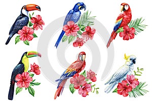 Tropical watercolor birds, flowers and leaves. set with exotic plants isolated on white background