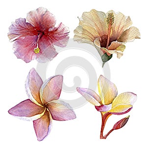 Tropical watercolor flowers on a white background.