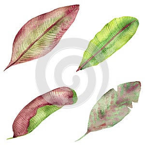 Tropical watercolor frame, red, yellow and green banana leaves, veined, isolated on white background, with space for text, for inv