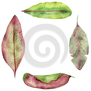 Tropical watercolor frame, red, yellow and green banana leaves, veined, isolated on white background, with space for text, for inv