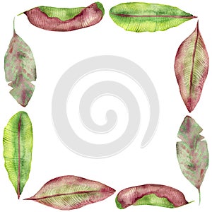 Tropical watercolor frame, red, yellow and green banana leaves, veined, isolated on white background, with space for text, for inv