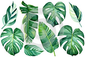 Tropical watercolor palm leaves on an isolated background, set of green plants, botanical illustration