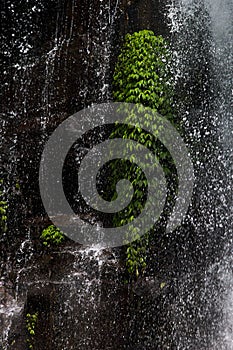 Tropical waterfall - streams and splashes of water in sunbeams on wet brown rock with lush green foliage of plant, closeup.