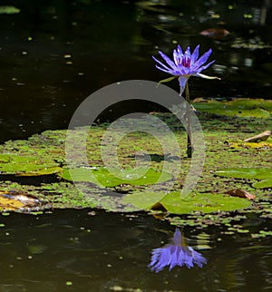 Tropical Waterlilies at Mckee Botanical Garden in Vero Beach, Indian River County, Florida USA