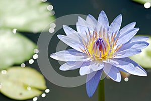 Tropical waterlily