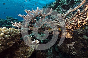 Tropical waters of the Red Sea.