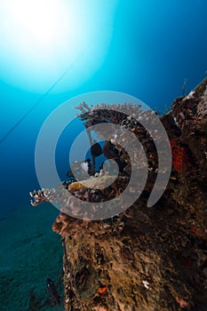 The tropical waters of the Red Sea.