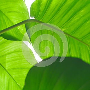 Tropical waxy green leaves.