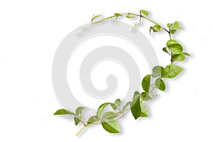 Tropical weed  isolated on white background